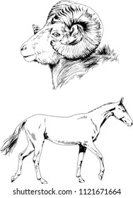 Set of vector drawings of different animals cat and mountain sheep, hand-drawn sketches, objects with no background