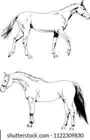 Set of vector drawings of different animals of two horses hand-drawn in ink sketches, objects with no background