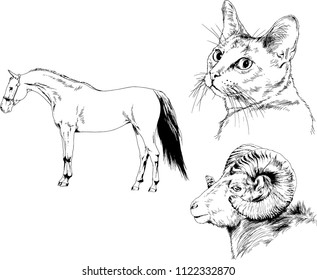 Set of vector drawings of different animals horse, cat and mountain sheep, sketches drawn in ink by hand, objects with no background
