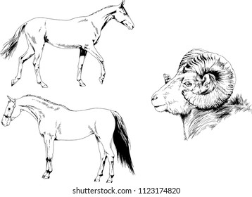 Set of vector drawings of different animals two horses and mountain sheep hand-drawn in ink sketches, objects with no background