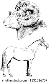 Set of vector drawings of different animals cat and mountain sheep, hand-drawn sketches, objects with no background