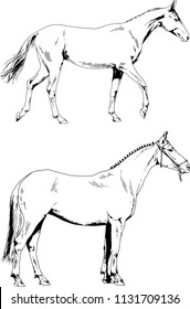 Set of vector drawings of different animals of two horses hand-drawn in ink sketches, objects with no background