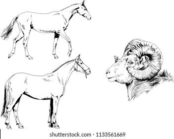 Set of vector drawings of different animals two horses and mountain sheep hand-drawn in ink sketches, objects with no background