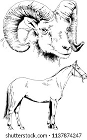 Set of vector drawings of different animals horse and mountain sheep, hand-drawn sketches, objects with no background