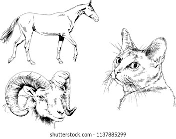 Set of vector drawings of different animals cat, horse and mountain sheep, hand-drawn sketches, objects with no background