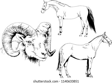 Set of vector drawings of different animals two horses and mountain sheep hand-drawn in ink sketches, objects with no background