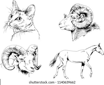Set of vector drawings of different animals horse, cat and mountain sheep, sketches drawn in ink by hand, objects with no background
