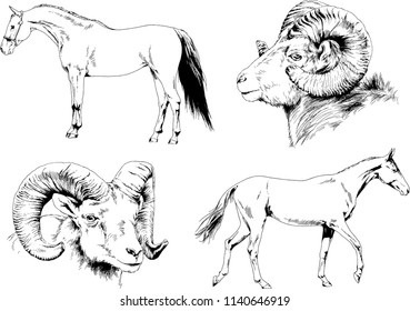 Set of vector drawings of different animals horse and mountain sheep, hand-drawn sketches, objects with no background