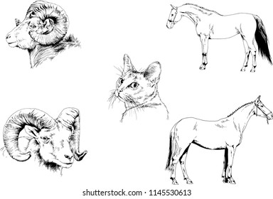 Set of vector drawings of different animals cat, horse and mountain sheep, hand-drawn sketches, objects with no background
