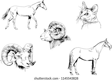 Set of vector drawings of different animals cat, horse and mountain sheep, hand-drawn sketches, objects with no background