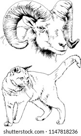 Set of vector drawings of different animals cat and mountain sheep, hand-drawn sketches, objects with no background