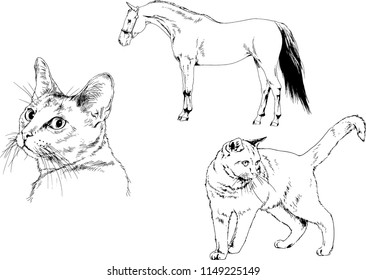 Set of vector drawings of different animals cat and horse, hand-drawn sketches, objects with no background