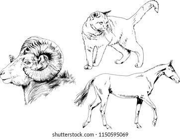 Set of vector drawings of different animals cat, horse and mountain sheep, hand-drawn sketches, objects with no background