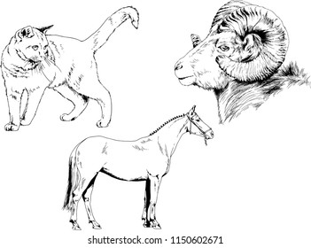 Set of vector drawings of different animals cat, horse and mountain sheep, hand-drawn sketches, objects with no background