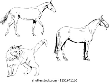 Set of vector drawings of different animals cat and horse, hand-drawn sketches, objects with no background