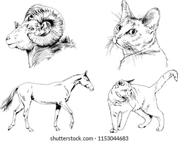 Set of vector drawings of different animals cat, horse and mountain sheep, hand-drawn sketches, objects with no background