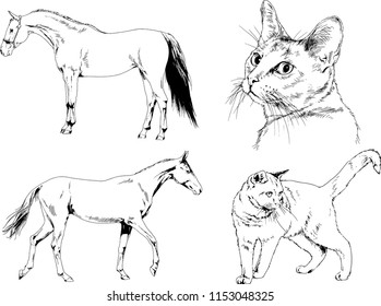 Set of vector drawings of different animals cat and horse, hand-drawn sketches, objects with no background