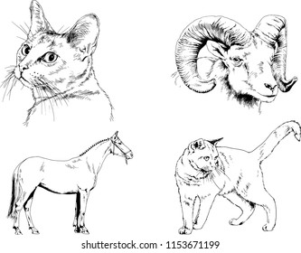 Set of vector drawings of different animals cat, horse and mountain sheep, hand-drawn sketches, objects with no background