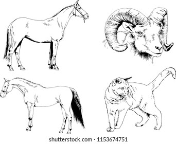 Set of vector drawings of different animals cat, horse and mountain sheep, hand-drawn sketches, objects with no background