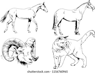 Set of vector drawings of different animals cat, horse and mountain sheep, hand-drawn sketches, objects with no background