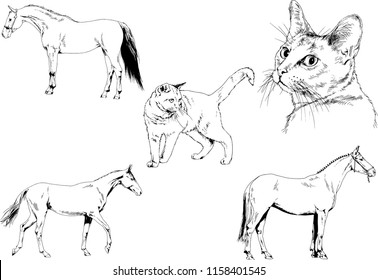 Set of vector drawings of different animals cat and horse, hand-drawn sketches, objects with no background