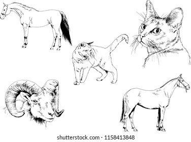 Set of vector drawings of different animals cat, horse and mountain sheep, hand-drawn sketches, objects with no background