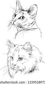 Set of vector drawings of different animals - cats, hand-drawn sketches, objects with no background