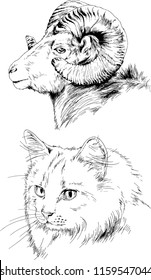 Set of vector drawings of different animals cat and mountain sheep
, hand-drawn sketches, objects with no background