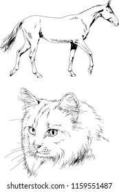 Set of vector drawings of different animals horse and cat sketches drawn in ink by hand, objects with no background