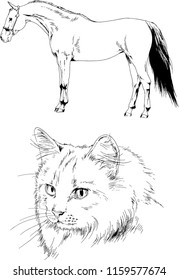 Set of vector drawings of different animals horse and cat sketches drawn in ink by hand, objects with no background