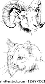 Set of vector drawings of different animals cat and mountain sheep
, hand-drawn sketches, objects with no background