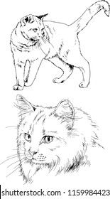 Set of vector drawings of different animals - cats, hand-drawn sketches, objects with no background