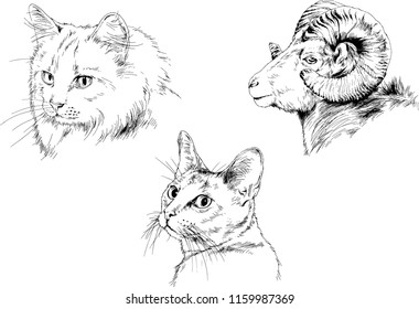 Set of vector drawings of different animals cat and mountain sheep
, hand-drawn sketches, objects with no background