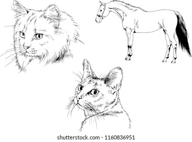 Set of vector drawings of different animals horse and cat sketches drawn in ink by hand, objects with no background