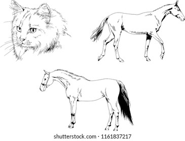 Set of vector drawings of different animals horse and cat sketches drawn in ink by hand, objects with no background