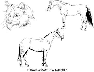 Set of vector drawings of different animals horse and cat sketches drawn in ink by hand, objects with no background