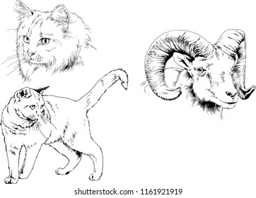 Set of vector drawings of different animals horse and cat sketches drawn in ink by hand, objects with no background