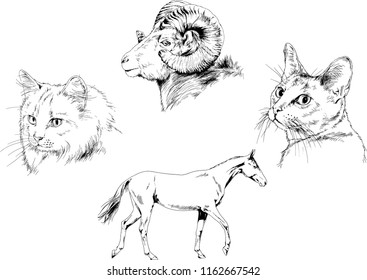 Set of vector drawings of different animals cat, horse and mountain sheep, hand-drawn sketches, objects with no background