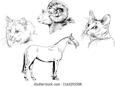 Set of vector drawings of different animals cat, horse and mountain sheep, hand-drawn sketches, objects with no background