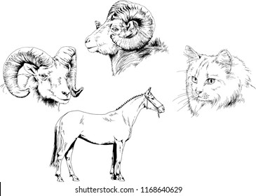 Set of vector drawings of different animals, hand-drawn sketches, objects with no background