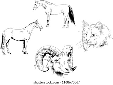Set of vector drawings of different animals, hand-drawn sketches, objects with no background