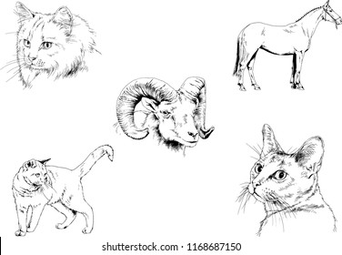 Set of vector drawings of different animals, hand-drawn sketches, objects with no background