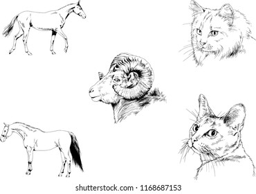 Set of vector drawings of different animals, hand-drawn sketches, objects with no background