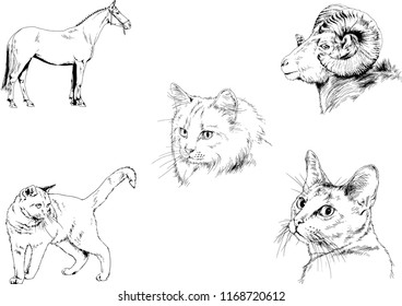Set of vector drawings of different animals, hand-drawn sketches, objects with no background