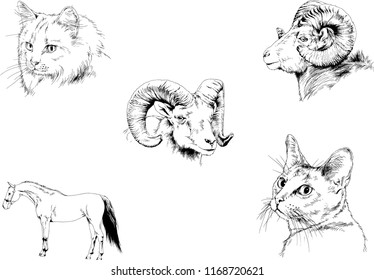 Set of vector drawings of different animals, hand-drawn sketches, objects with no background