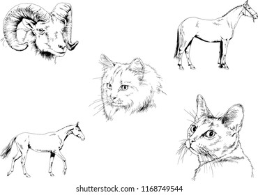 Set of vector drawings of different animals, hand-drawn sketches, objects with no background