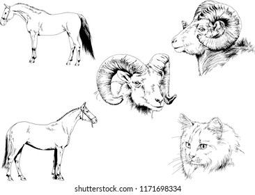 Set of vector drawings of different animals, hand-drawn sketches, objects with no background