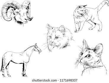 Set of vector drawings of different animals, hand-drawn sketches, objects with no background