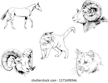 Set of vector drawings of different animals, hand-drawn sketches, objects with no background