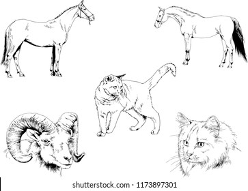 Set of vector drawings of different animals, hand-drawn sketches, objects with no background